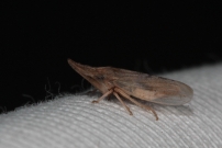 (Homoptre - Cicadellidae - Eupelix cuspidata)